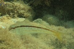 Mullus barbatus