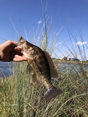 Serranochromis angusticeps