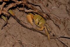 Ocypode convexa