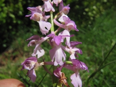 Orchidinae