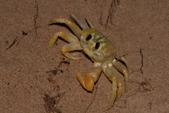 Ocypode convexa