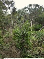 Pseudopanax crassifolius