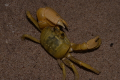 Ocypode convexa