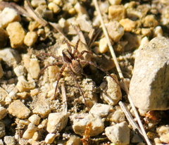 Pardosa