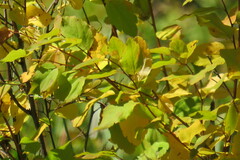 Betula pubescens