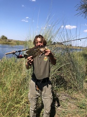 Serranochromis angusticeps