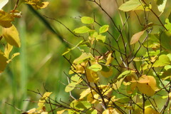 Betula pubescens