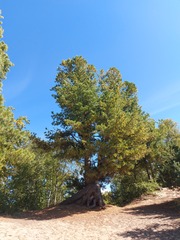 Pinus sibirica