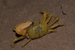 Ocypode convexa