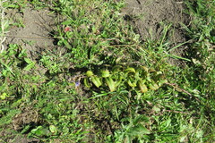 Nepeta sibirica