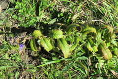 Nepeta sibirica