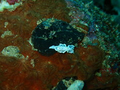 Nudibranchia