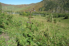 Nepeta sibirica