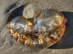 Chrysaora fuscescens