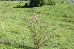 Carduus crispus