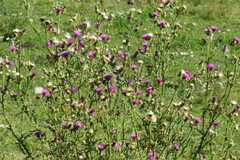 Carduus crispus