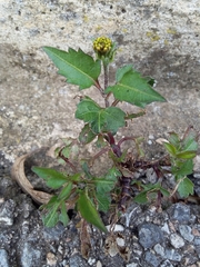 Bidens pilosa