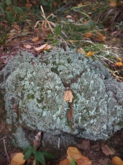 Lecanoromycetes