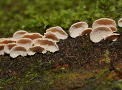 Panellus luxfilamentus