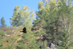 Corvus cornix × corone