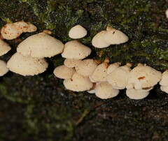 Panellus luxfilamentus
