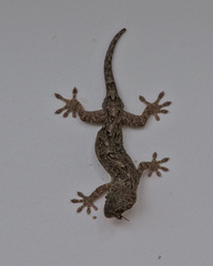 Gekko japonicus