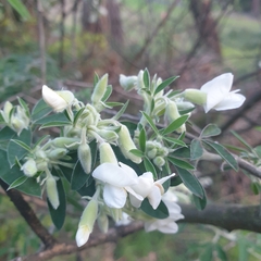 Chamaecytisus prolifer
