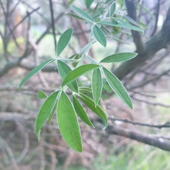 Chamaecytisus prolifer