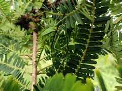 Hierodula tenuidentata