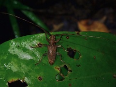 Acalolepta palawana