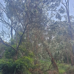 Chamaecytisus prolifer