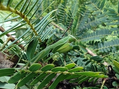 Hierodula tenuidentata