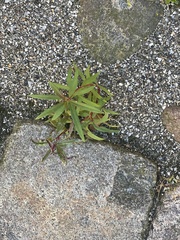 Chamaenerion angustifolium