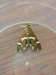 Spoladea recurvalis