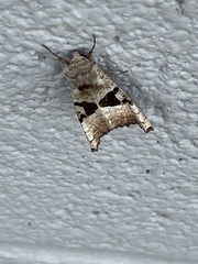 Phlogophora