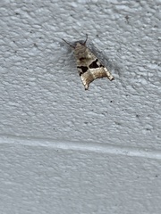 Phlogophora