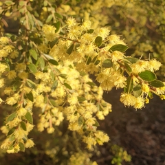Acacia howittii