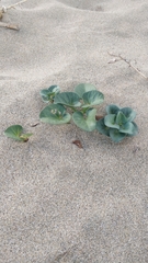 Calystegia soldanella image