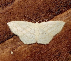 Scopula limboundata