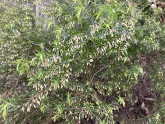 Styphelia setigera