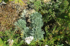 Artemisia sericea