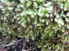 Racopilum cuspidigerum