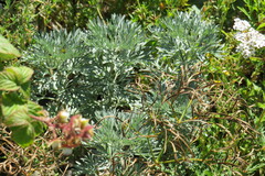 Artemisia sericea