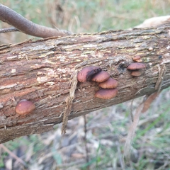 Deconica horizontalis