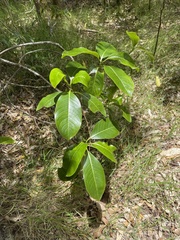 Psychotria hawaiiensis hillebrandii