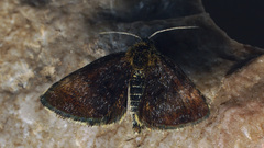 Panemeria tenebrata