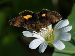 Panemeria tenebrata