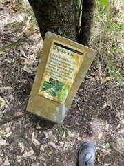 Psychotria hawaiiensis hillebrandii