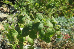 Rubus sachalinensis