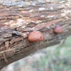 Deconica horizontalis